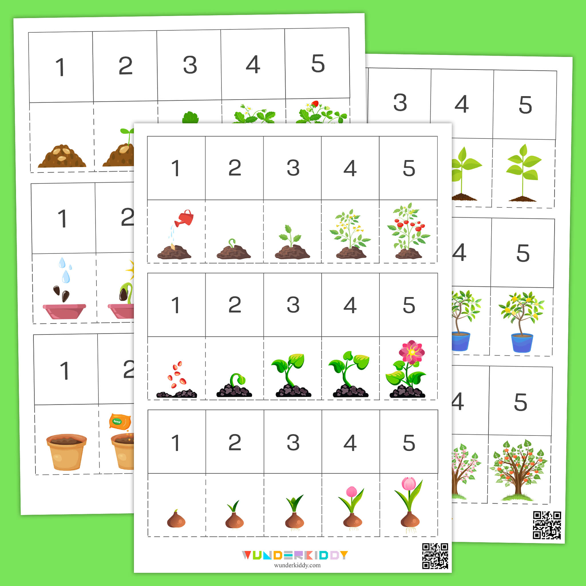 Learn the Plant Life Cycle Sequence for Kids
